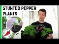 Why Are My Plants Not Growing? Stunted Pepper Plants - Pepper Geek