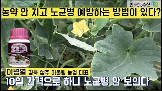 [한국농수산TV] 농약을 안 치고 노균병을 예방하는 식물 프로바이오틱스의 힘!! 경북 성주