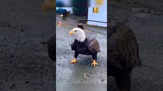 OMG 😱 a big eagle just landed to eat a boiled egg 🥚 #shorts #eagle