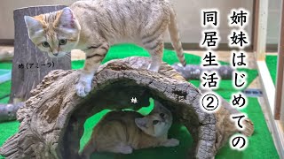 スナネコ姉妹の初めての同居生活。その② / Sand cats' Training for spending time together ②