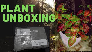 കീശ കാലിയാവാതെ ഒരു ഇൻഡോർ പ്ലാൻറ് ഷോപ്പിങ്ങ് #plant unboxing#indoor plants #online plant shopping2020