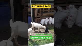 OLAHRAGA PAGI ANAK KAMBING, BUKAN ANAK SHAUN THE SHEEP #shorts