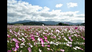 奈良県　橿原市　コスモス満開の藤原宮跡　コスモス畑　写真紀行　2024