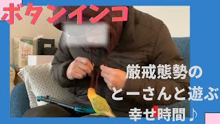 ボタンインコ扱い不慣れなとーさんと遊んでみる