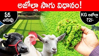 Azolla Farming in Telugu | Why Azolla is Important in Farming? | Azolla Cultivation Tips