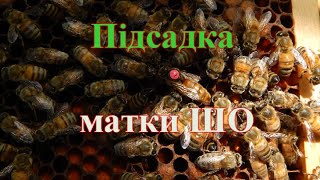 Підсадка матки. Підсаджую матку ШО