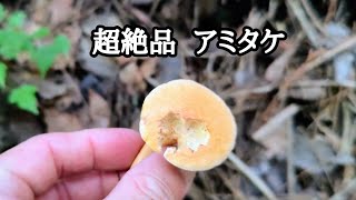 超絶品【アミタケ】発見