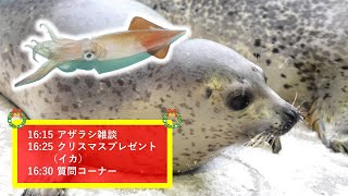 【ライブ配信】アザラシにクリスマスプレゼント【あんず久しぶりのイカ】