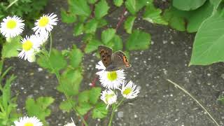 ベニシジミがヒメジョオンの花の蜜を吸う