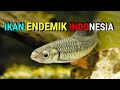 MACAM MACAM IKAN ENDEMIK INDONESIA