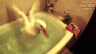 Утка принимает ванну [Duck takes a bath] ПРИКОЛ