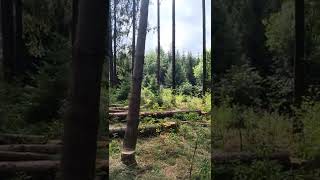 Baum fällt 💪🌲🌳 mit dem Fällheberschnitt