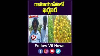 రామాయంపేటలో ఖర్జూర | Date Palm  Cultivation In Ramayampet | Kharjura Farming | V6 Teenmaar