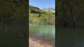 23/4/28山形県白川ダム湖岸公園 水没林近くから