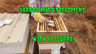 Episode 19 Apiguard Varroa Mite Treatment and Apiary Update