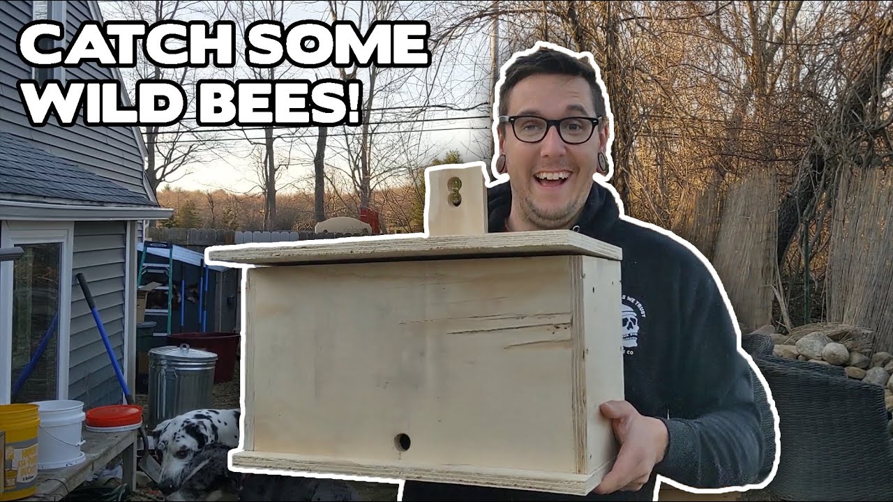 DIY Honeybee Swarm Trap | How To Build A Swarm Trap (plus Free Plans ...