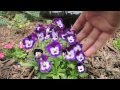How To keep your Pansies looking Full and Flowering all season long