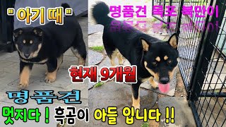 [회원견사탐방] 명품견 목포 복만이와 복순이