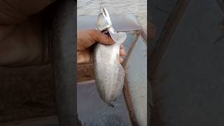 fishing video 🐟 😱 padan fish 🐟 #fishing #youtubeshorts #viral #shorts