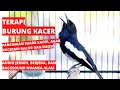 Suara Pancingan Terapi Kacer Macet Bunyi Jadi Gacor Kembali, BUKTIKAN!!!!