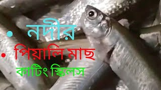 পিয়ালী মাছ কাটিং স্কিলস ।small Piyali  fish cutting skills. #river_fish #পিয়ালী_মাছ #trending