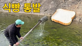 식빵을 미끼로 계곡에 통발을 놓았더니! 정말 잡히네요!?