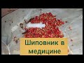 Ит мурундун пайдасы