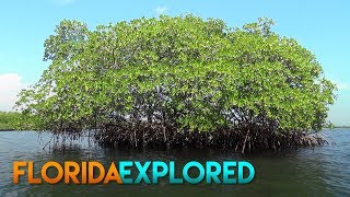 Kayaking at West Lake Park - Hollywood, Florida | Florida Explored