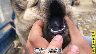 小丁又找到几个田园犬，都是虎头猫耳类型的，快来看看吧#分享 #生活