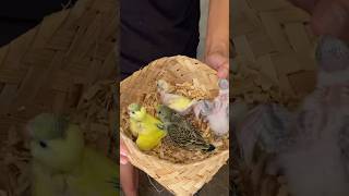 Vlog Jidan Ibrahim || Panen Anakan Burung Parkit. #shortvideos #animals #hewanlucu #burung #parrot