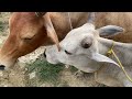 cheapest indian cow market west bengal cow farming west bengal