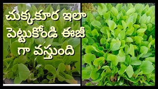 How to grow leafy vegetables at home ||ఆకుకూరలు ఇంట్లో సులువుగా పెంచడం ఎలా