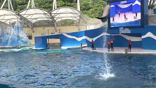 遠雄海洋公園-海豚表演