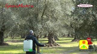 CASOTTI - Lotta alla Mosca dell'Olivo e della Frutta