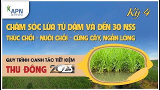 APN - THÚC CHỒI, NUÔI CHỒI, HẠN CHẾ ĐỔ NGÃ TOÀN DIỆN - THU ĐÔNG 2023 KỲ 4 - CANH TÁC TIẾT KIỆM