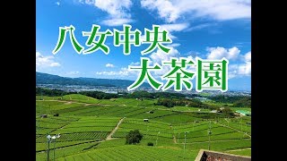 八女中央大茶園は圧巻！！