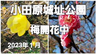 令和５年２月４日から「小田原梅まつり」です。たくさん咲き始めています。(小田原城址公園)