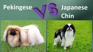 Pekingese VS Japanese Chin - Breed Comparison - Japanese Chin and Pekingese Differences