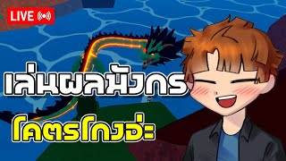 🔴ผมต้องเก็บมาสผลมังกรให้ครบ Blox Fruits EP.109