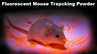 Glow-In-The-Dark Fluorescent Mouse Tracking Powder Really Works! Mousetrap Monday