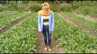 #agroteknologiUBB hama kumbang daun pada tanaman lobak putih (Nova Anggraini)