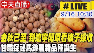 【中天直播#LIVE】金秋已至 到遼寧開原看榛子採收 甘肅探祕馬鈴薯新品種誕生 20230916 @全球大視野Global_Vision