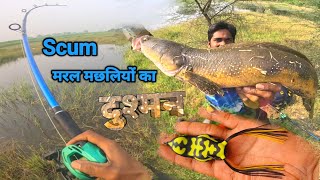 How to Catch Big Murrel Fishes | Snakehead Fishing | Frog Fishing Technique | Machli Ka Shikar video