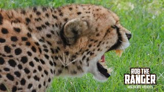 Hyena Approaches A Cheetah Coalition | Lalashe Maasai Mara Safari