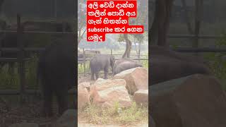 මෙයාලට අලි වෙඩි දාන්න එපා wildlife elephants short video 🦣🦣 #trending #roar #viralvideo