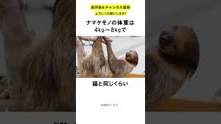 【動物雑学】ナマケモノは筋肉がなさ過ぎて○○〇ができない。　#shorts #動物 #雑学 #動物雑学 #豆知識