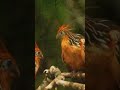 amazon jungle animals video nature forest bird animal