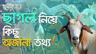 ছাগল নিয়ে কিছু অজানা তথ্য।কৃষিকথা।krishikotha