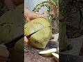 super big coconut, fresh coconut water, young coconut water #coconutcutting #fruit #coconut #mango