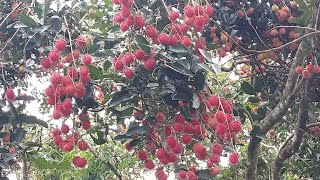 Sri Lanka - Rambutan Fruits. 🇱🇰. Lali Bro.